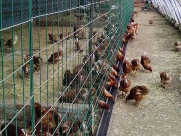 養(yǎng)殖場(chǎng)圍欄網(wǎng) 養(yǎng)殖場(chǎng)圍欄網(wǎng)